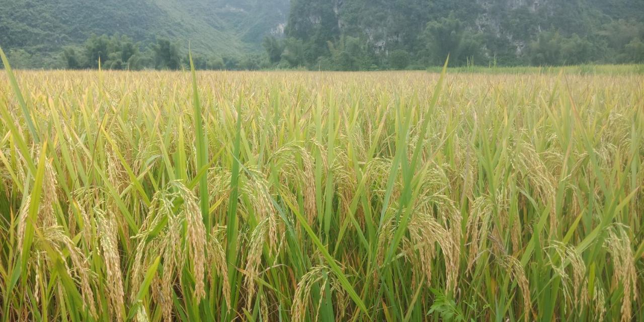 Yen Nhi Homestay Ban Gioc Cao Bang Eksteriør billede